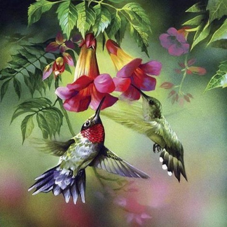 Diamond painting vogels kolibri