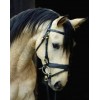 Diamond painting paard portret foto