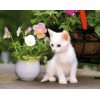 Diamond painting witte kitten