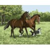 Diamond painting paarden met hond