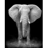 Diamond painting olifant zwart wit